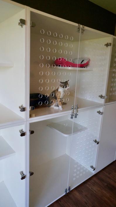 trusted cattery Kapiti