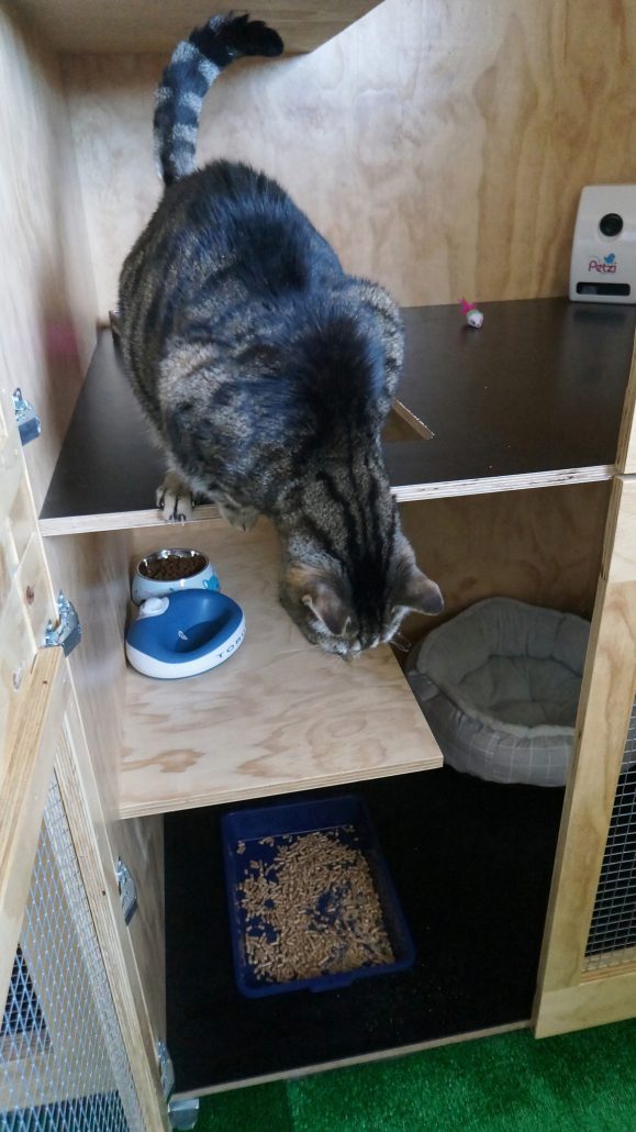 my usual cattery closed