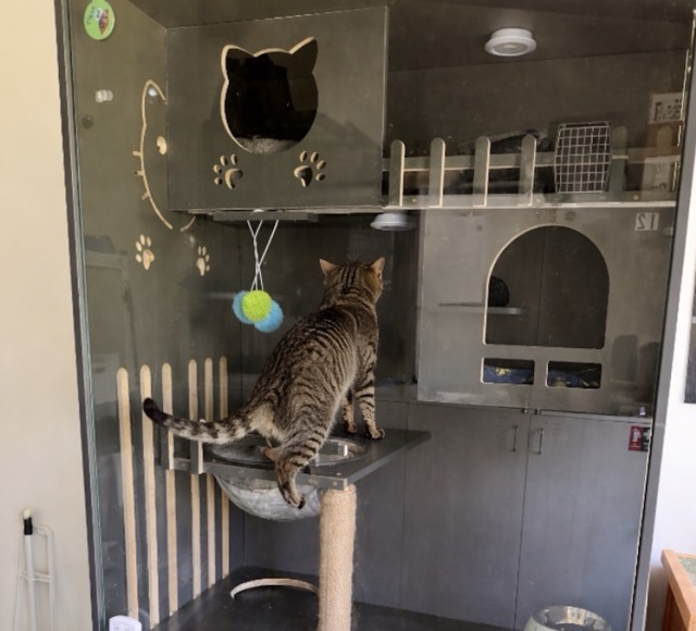 boarding for non-social cats