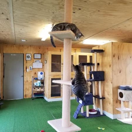 boutique cat cattery Kapiti Coast