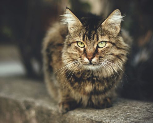 iStock 79456839 LARGE cat 2