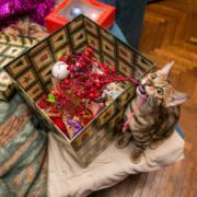 catxmas2017