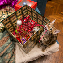 catxmas2020